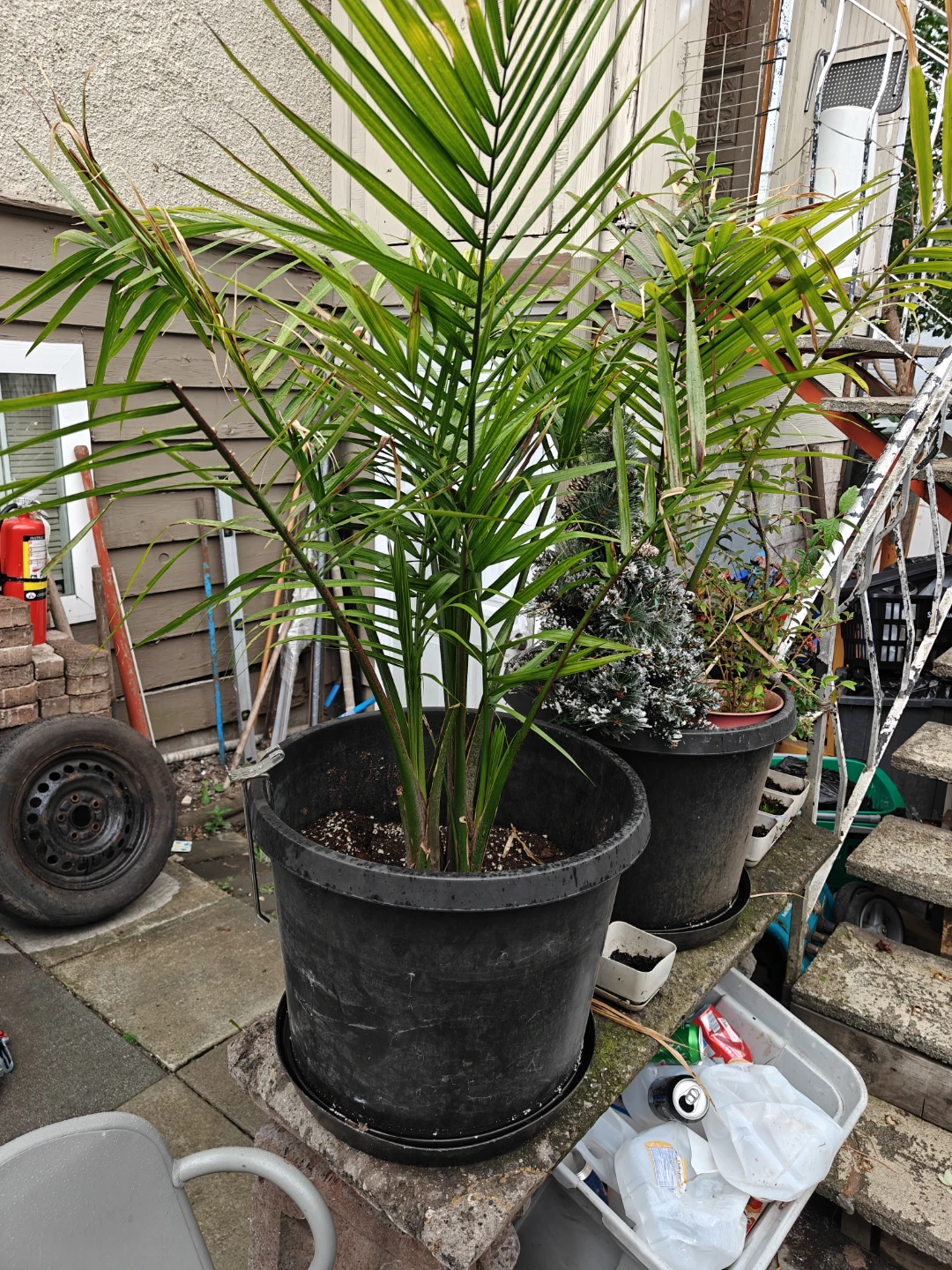 Large Majesty Palm – Healthy – 4 ft Tall – $120 - photo 2