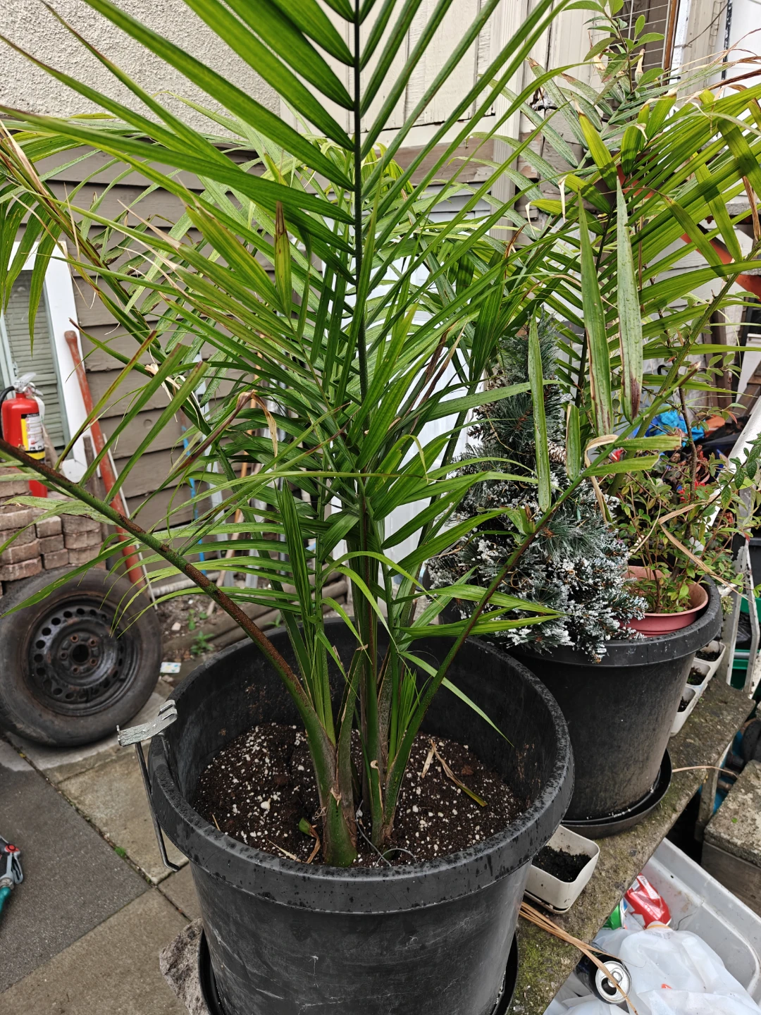 Large Majesty Palm – Healthy – 4 ft Tall – $120 - photo 3