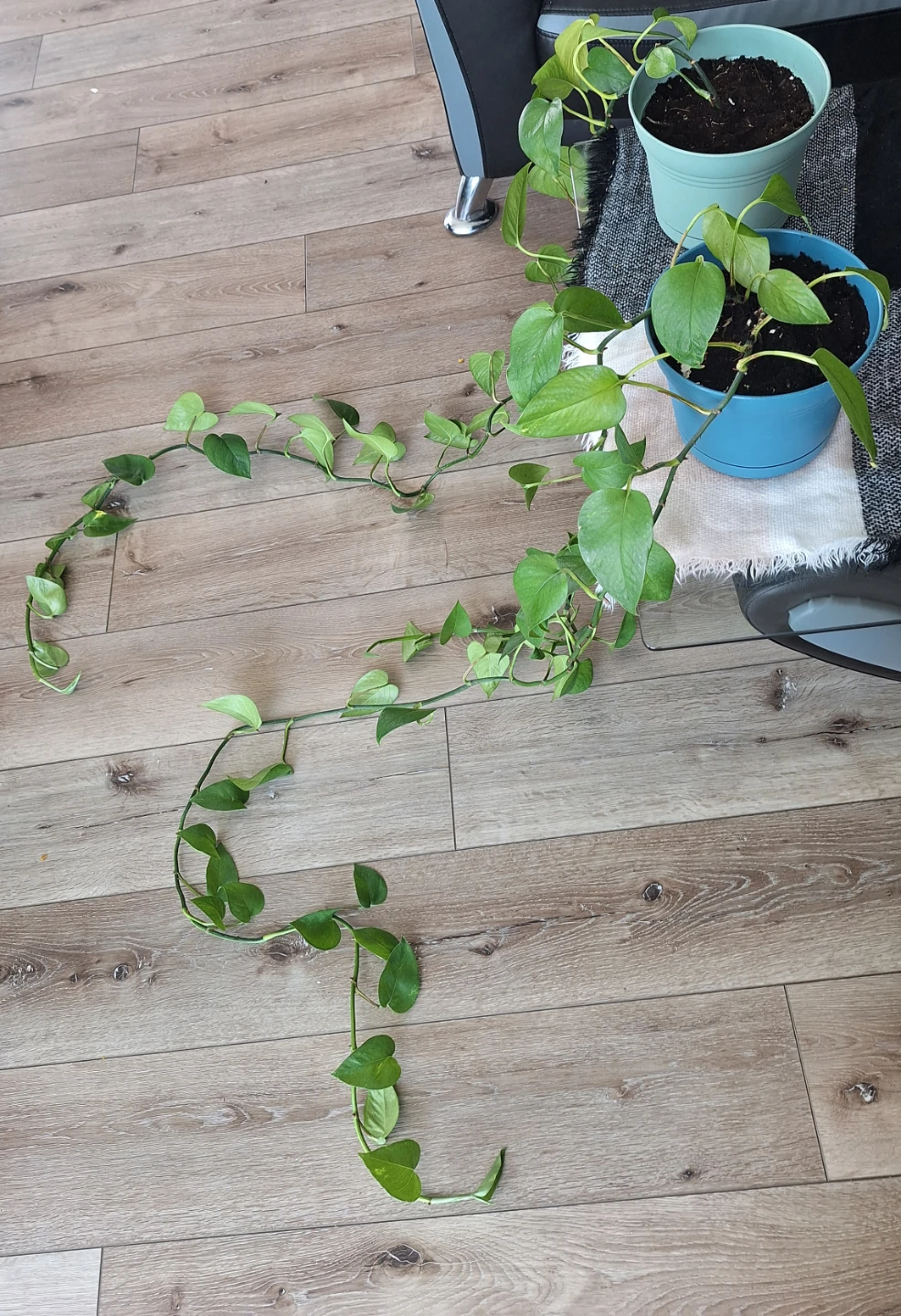 Healthy pothos plants - photo 5
