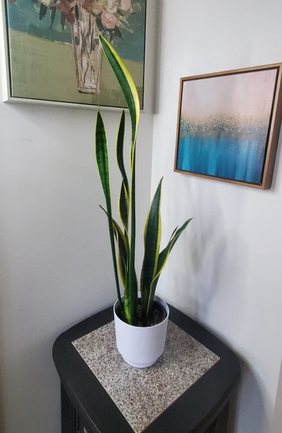 Stunning Snake Plant in White Pot