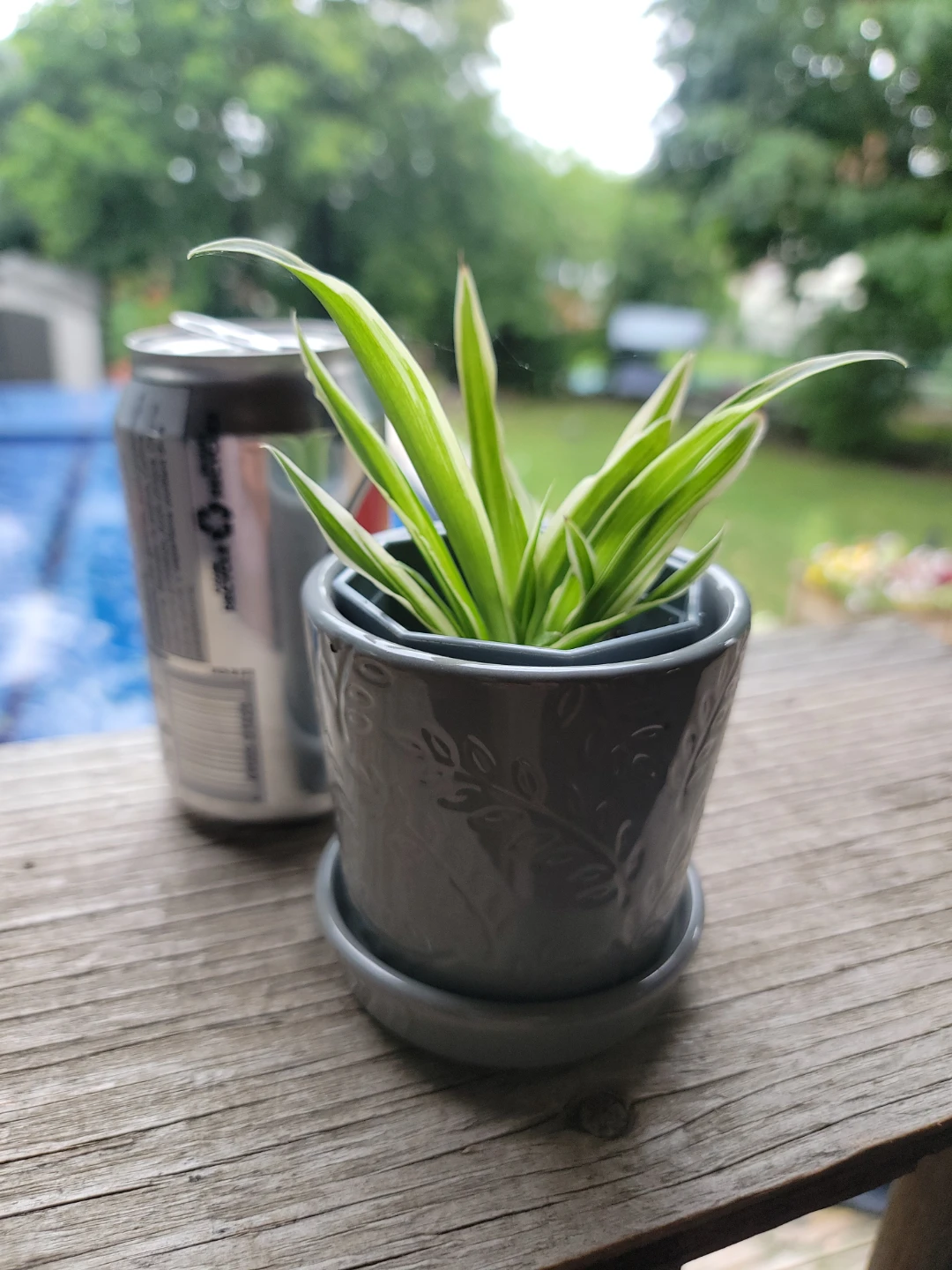 Small baby Spider Plant in Grey Pot