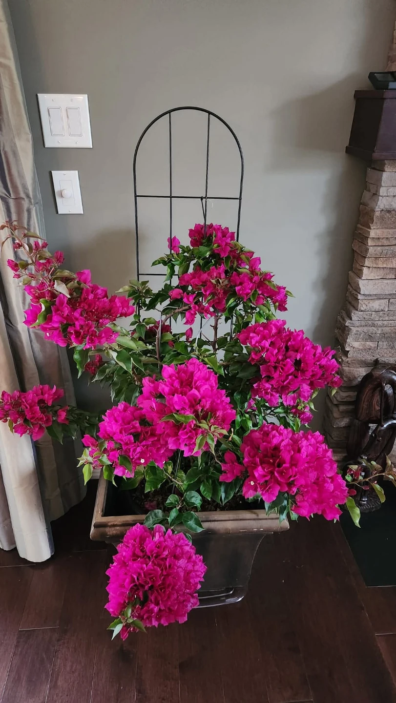 Large decorative planter pot with Bougainvillea vine - photo 2
