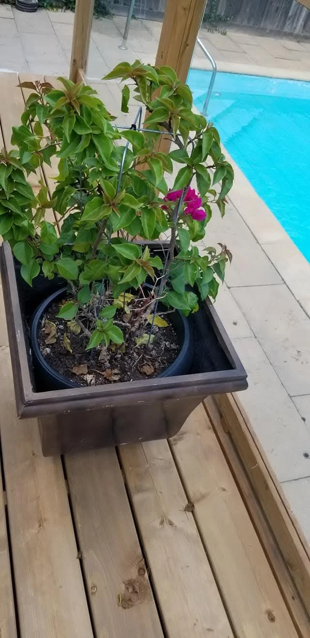 Large decorative planter pot with Bougainvillea vine - photo 4