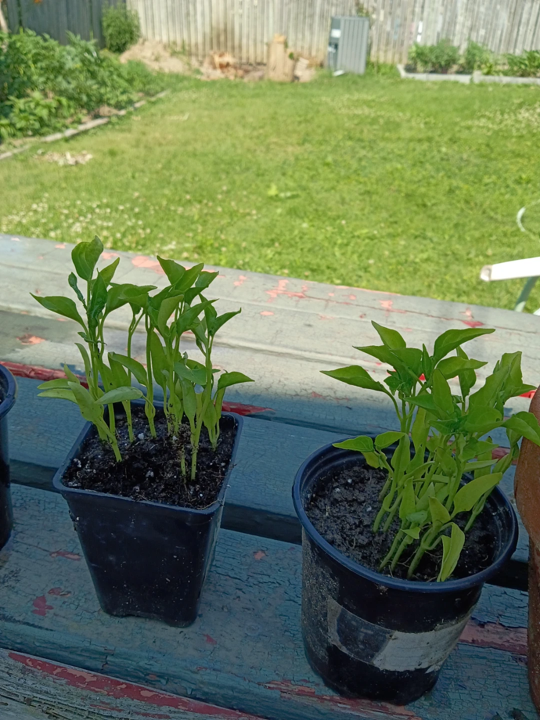 Young Pepper Plants _ sweet long pepper - photo 3