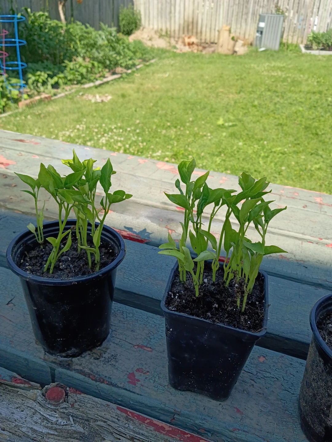 Young Pepper Plants _ sweet long pepper - photo 4