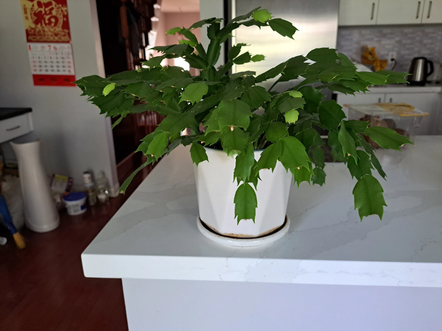 Christmas Cactus Plant in Decorative Pot - photo 4