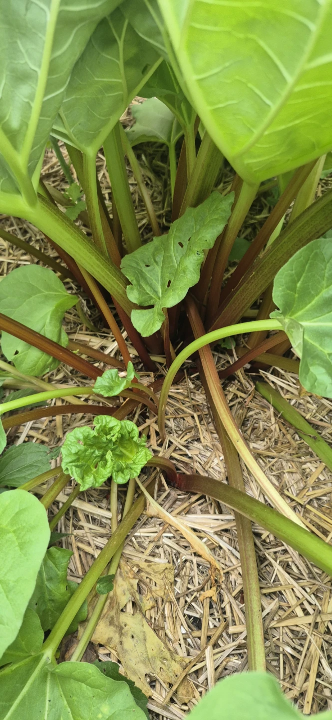 Rhubarb for sale