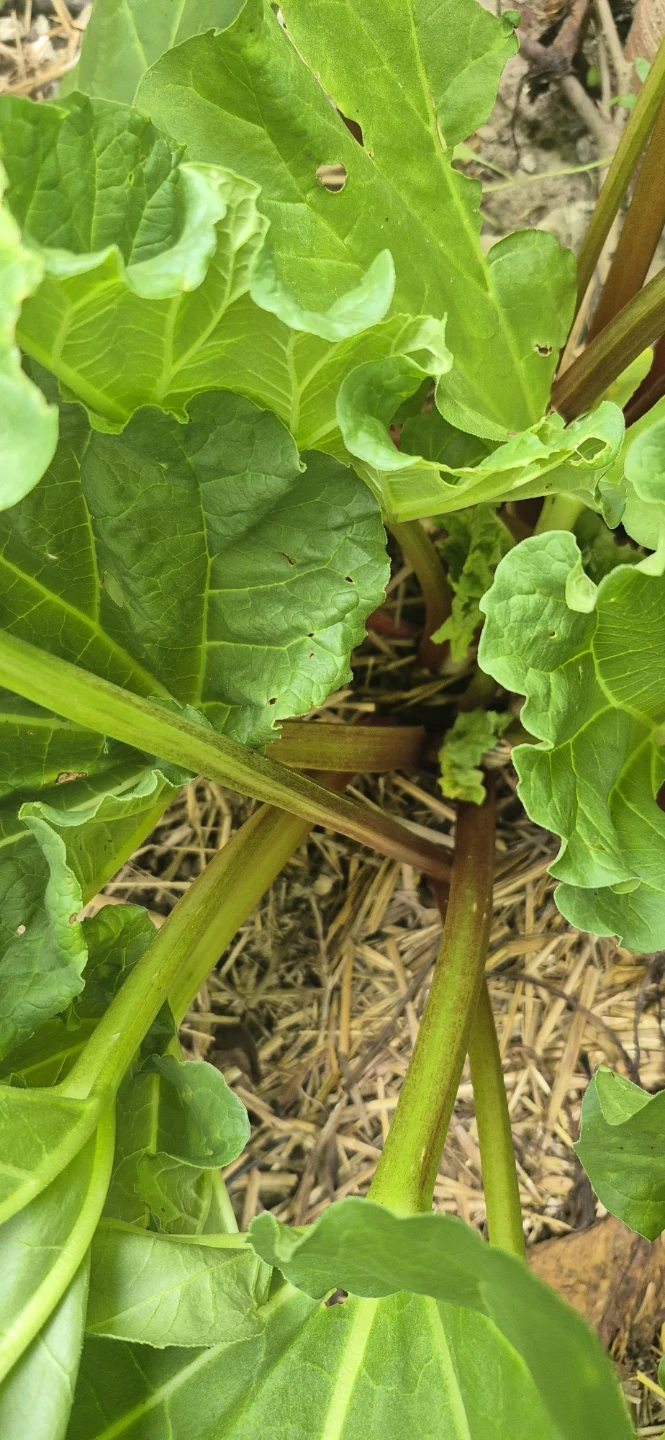 Rhubarb for sale - photo 2