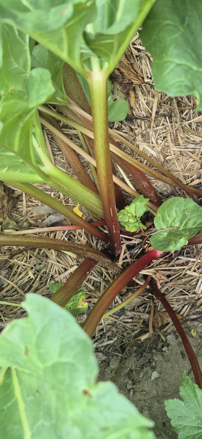 Rhubarb for sale - photo 3