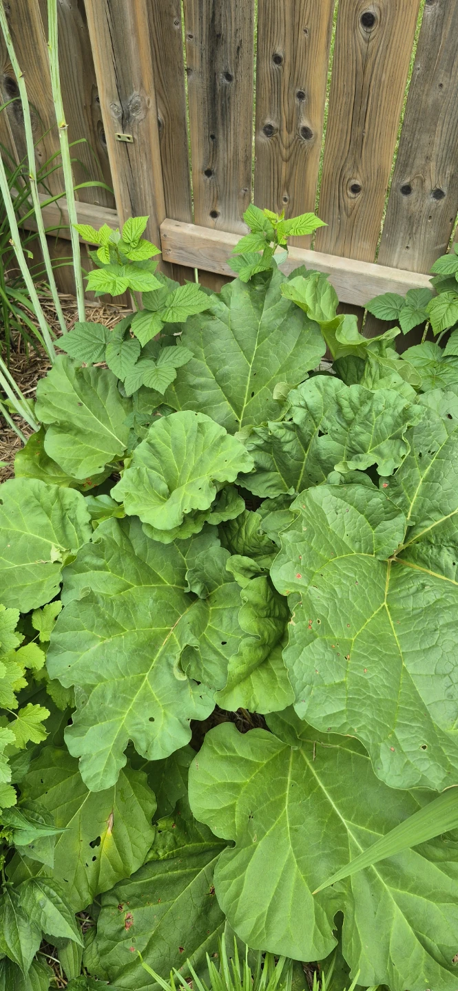 Rhubarb for sale - photo 4