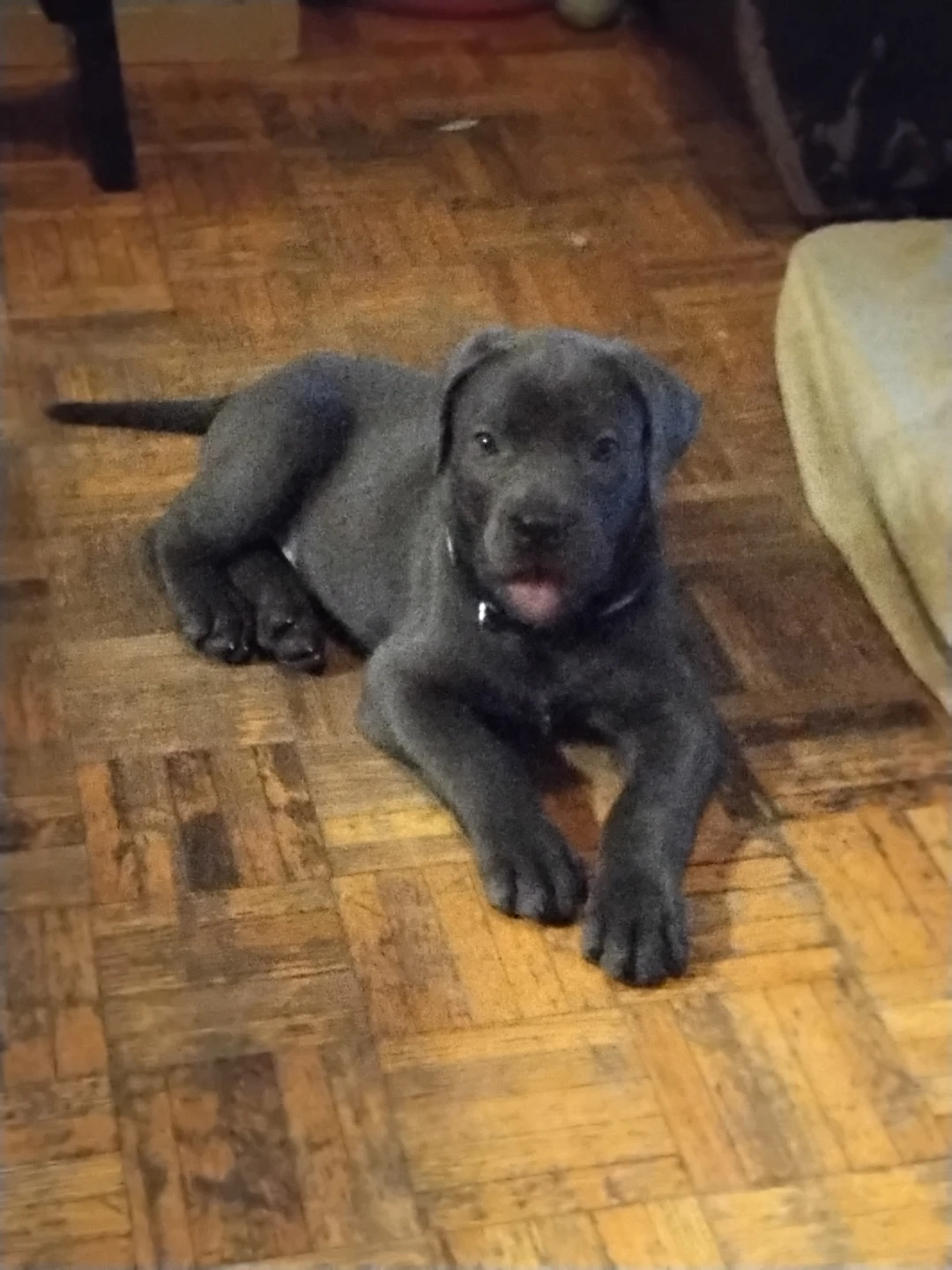 Bilingual Dog Walker/Jogging/Boarding Duo- Midtown - photo 4