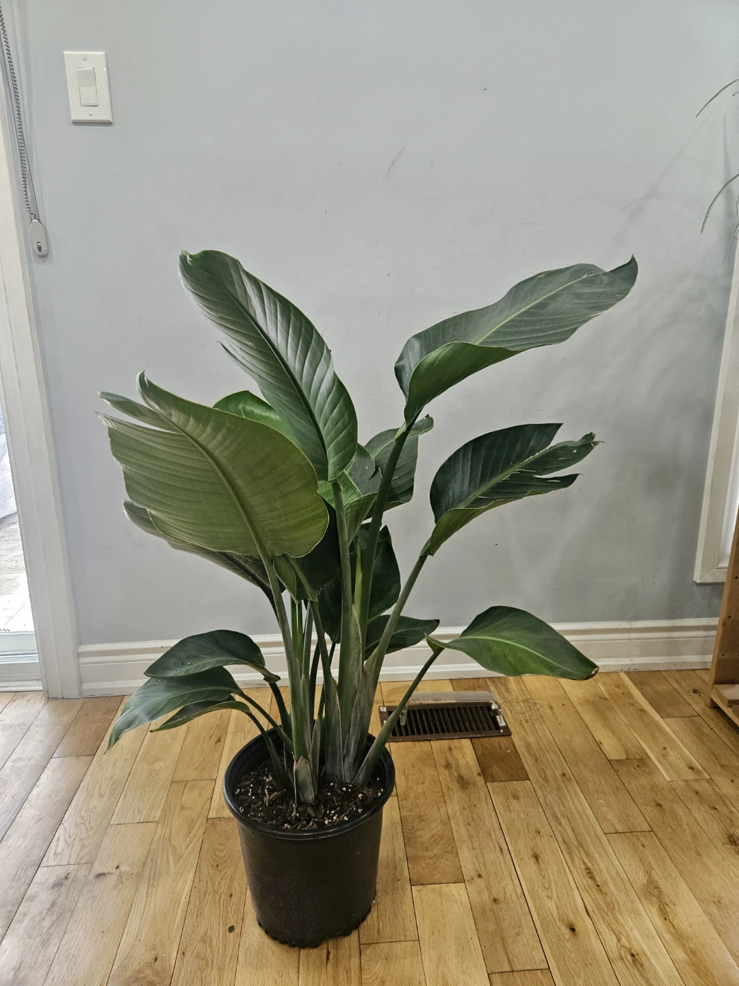Bird of Paradise Plant ( in 10" Nursury Pot, $55 each pot)