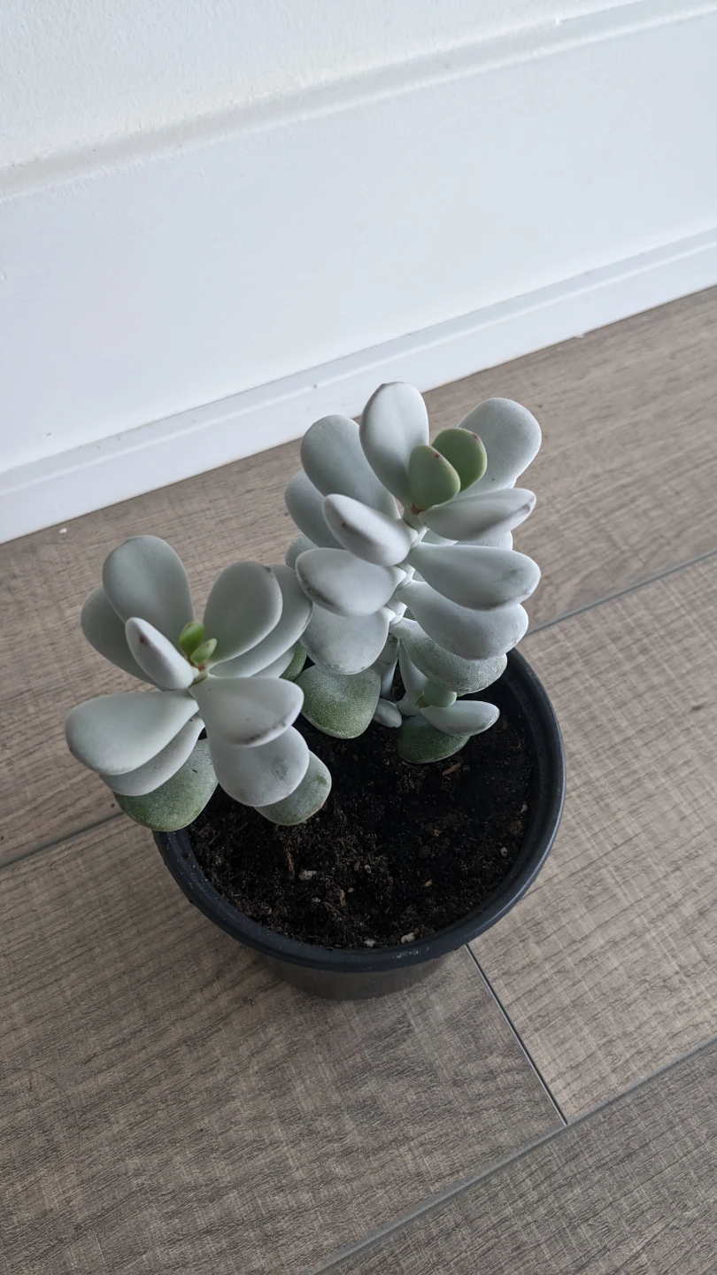 Succulent: Cotyledon orbiculata - oophylla/pig's ear - photo 2