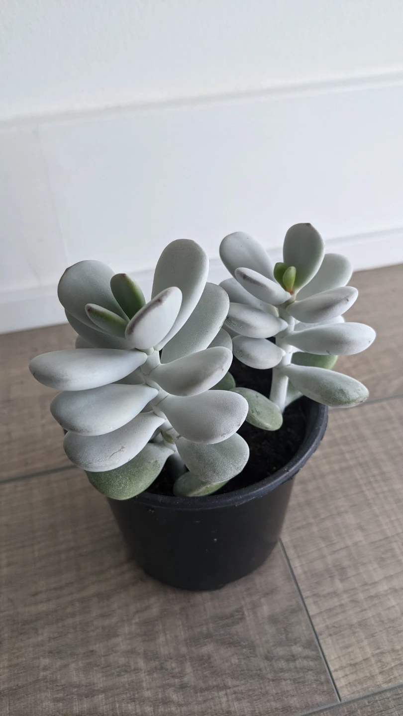 Succulent: Cotyledon orbiculata - oophylla/pig's ear - photo 3