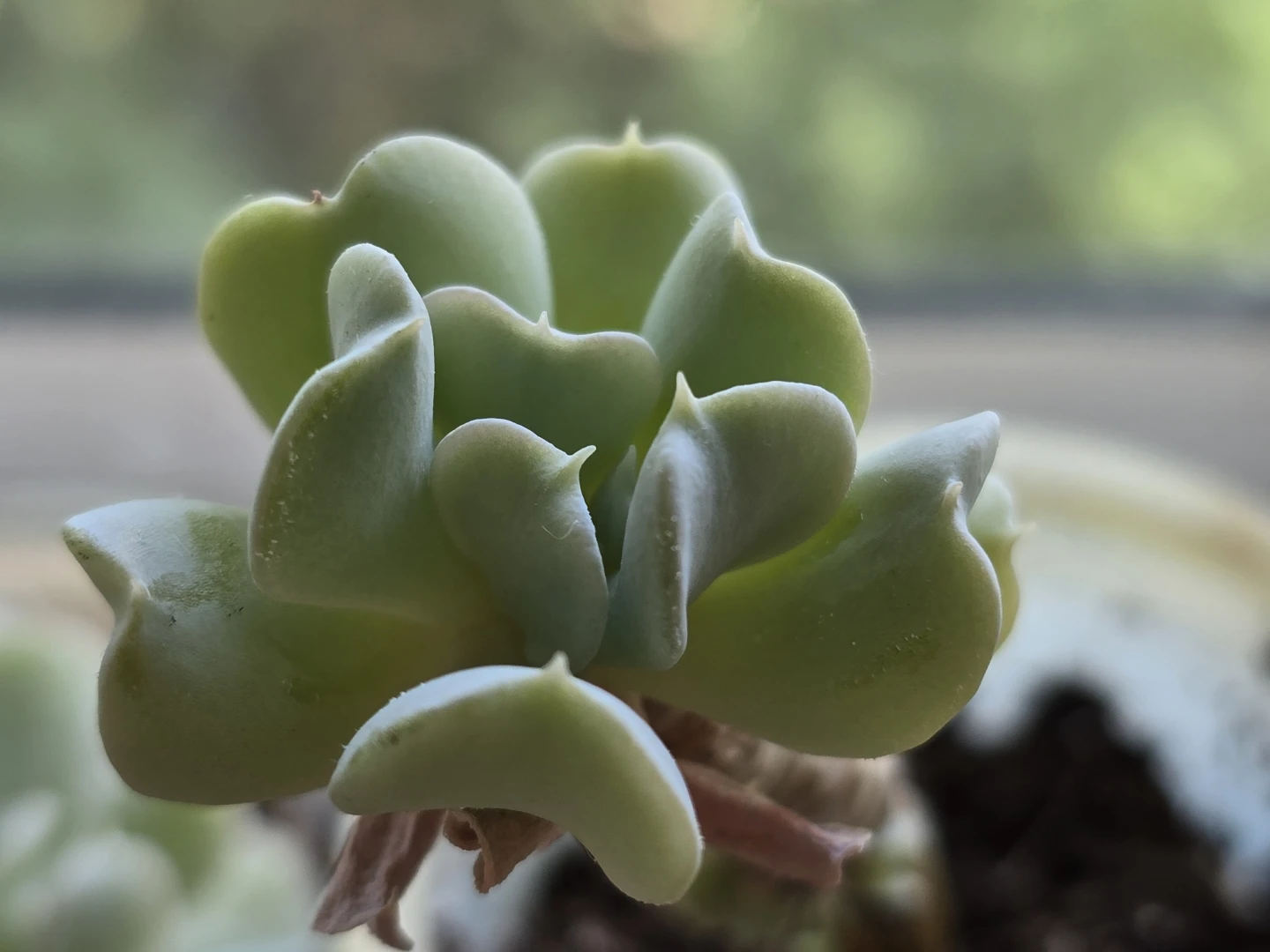 Strange Leaf Succulent Plant
