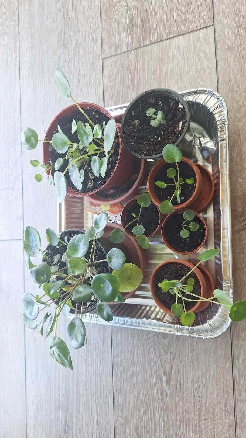 Pilea plants - photo 2