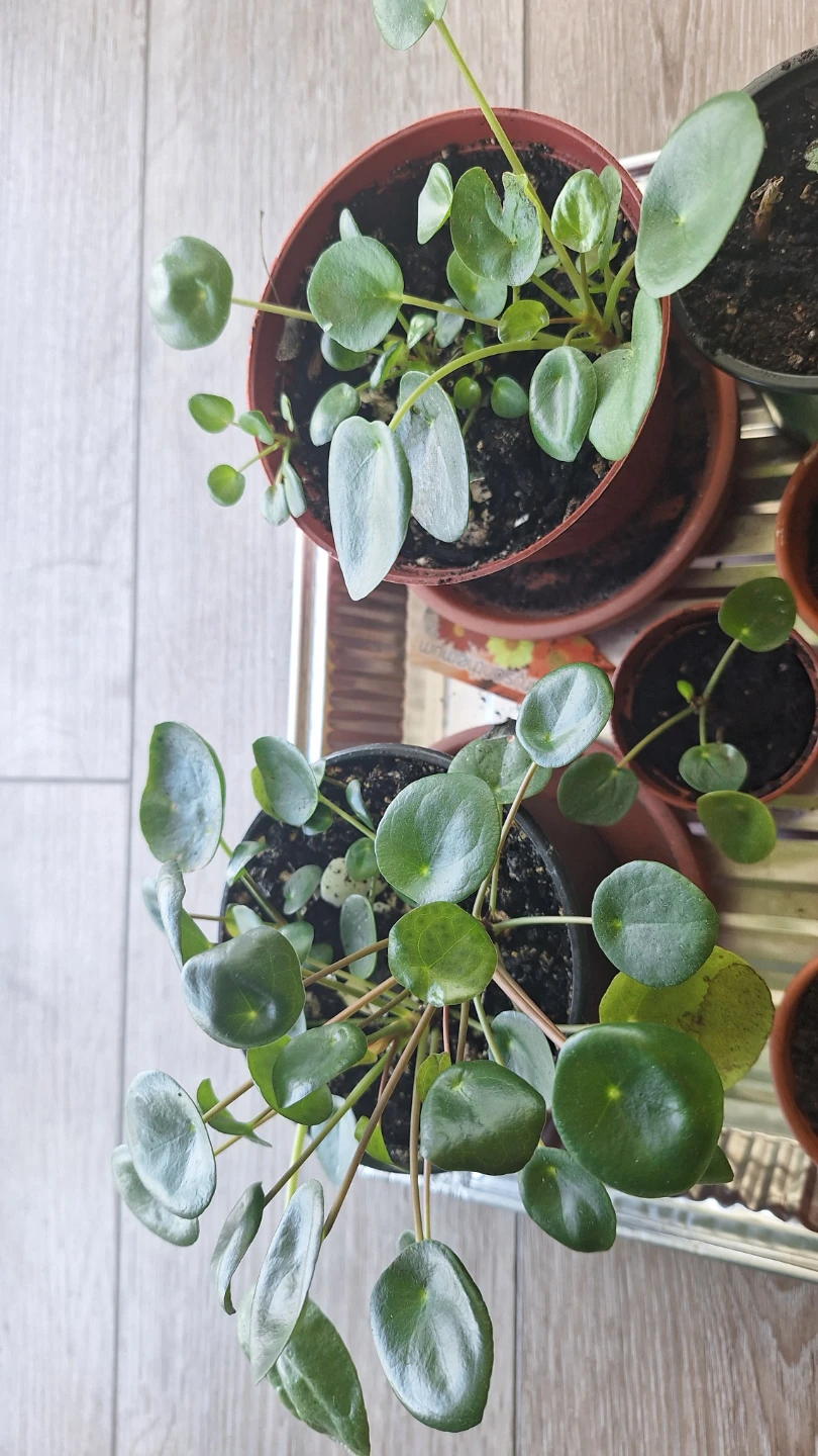 Pilea plants - photo 3