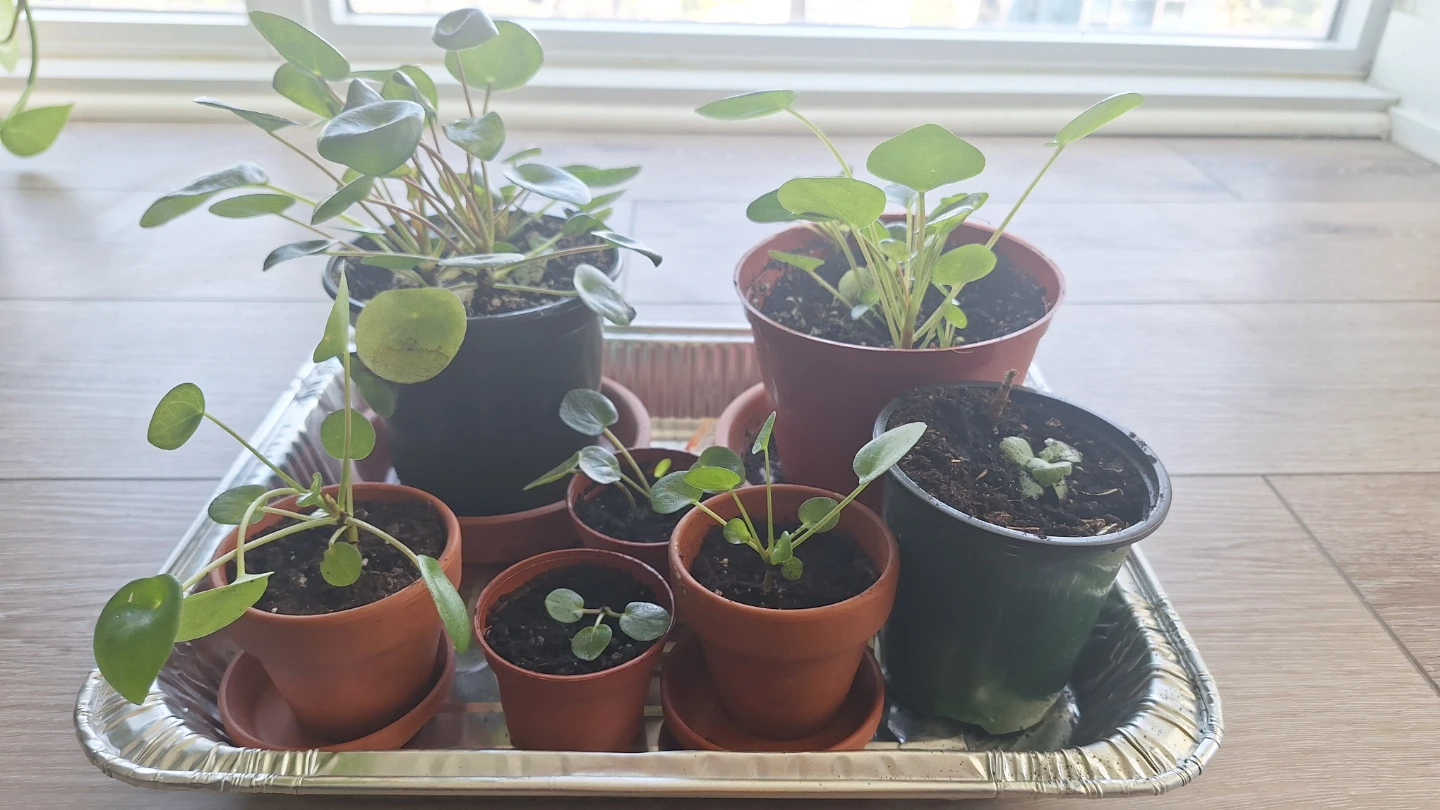 Pilea plants - photo 5