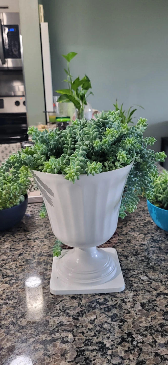 Burro's Tails succulent - photo 4