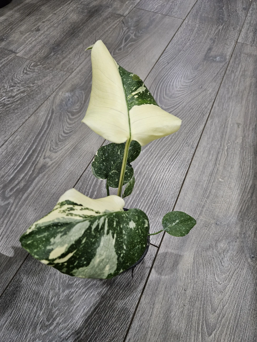 Variegated Monstera thaii Plant - photo 3