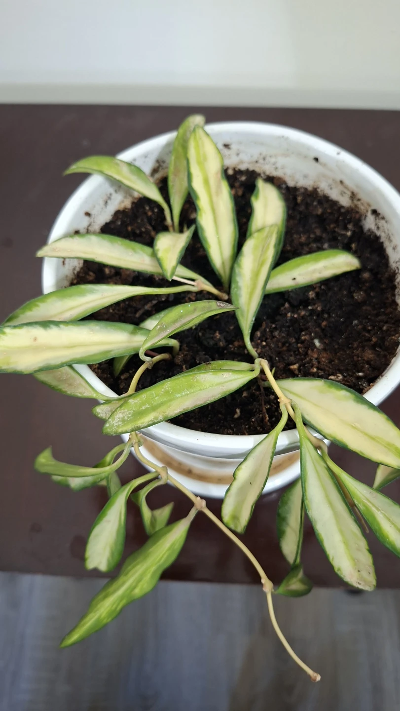 Variegated Hoya Plant in White Pot - photo 2