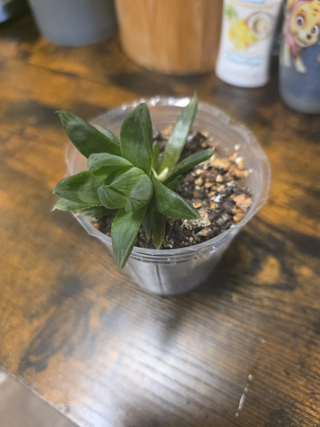Haworthia Cooperi Plant