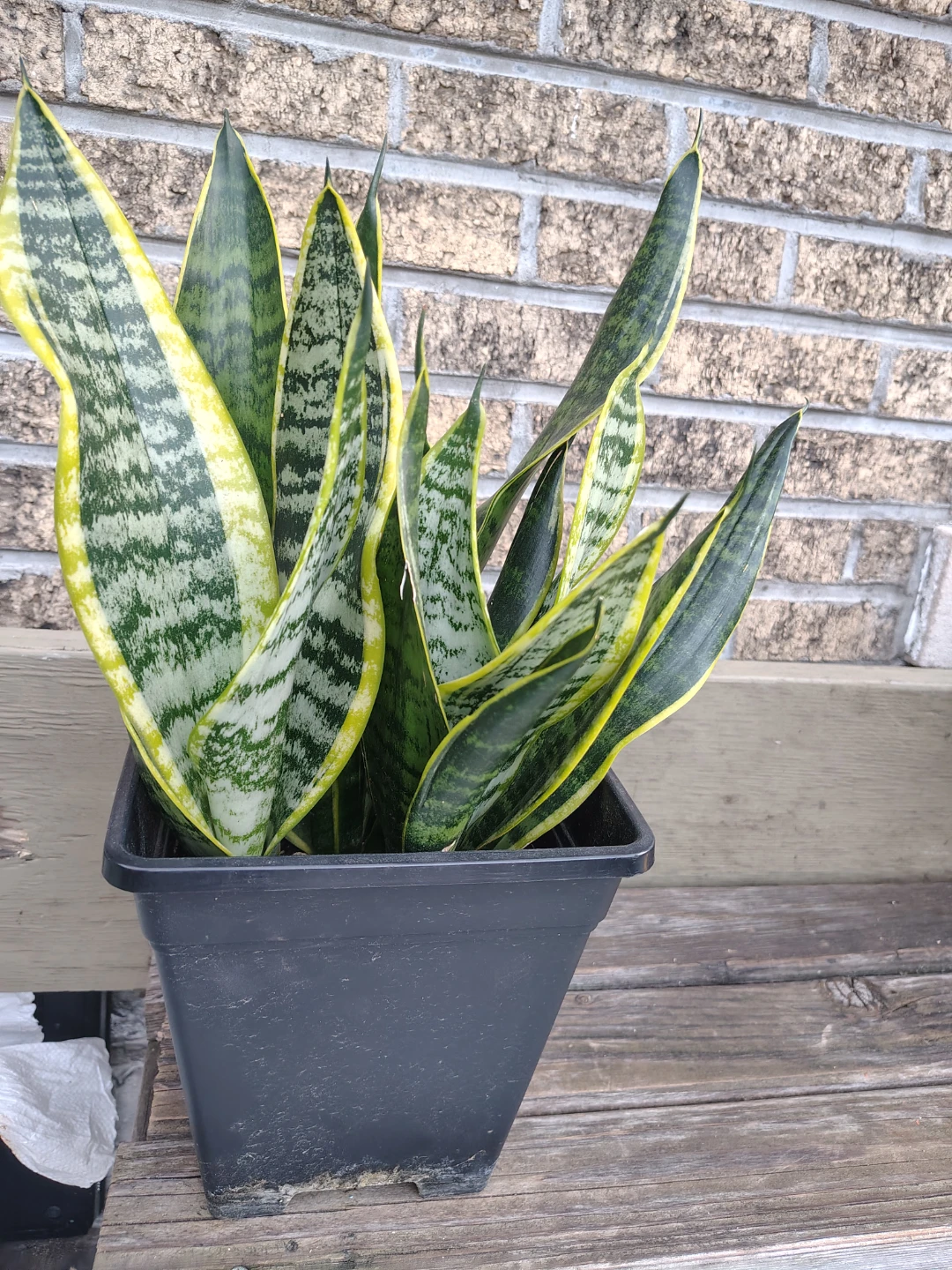 Snake Plant (Sansevieria trifasciata) $25