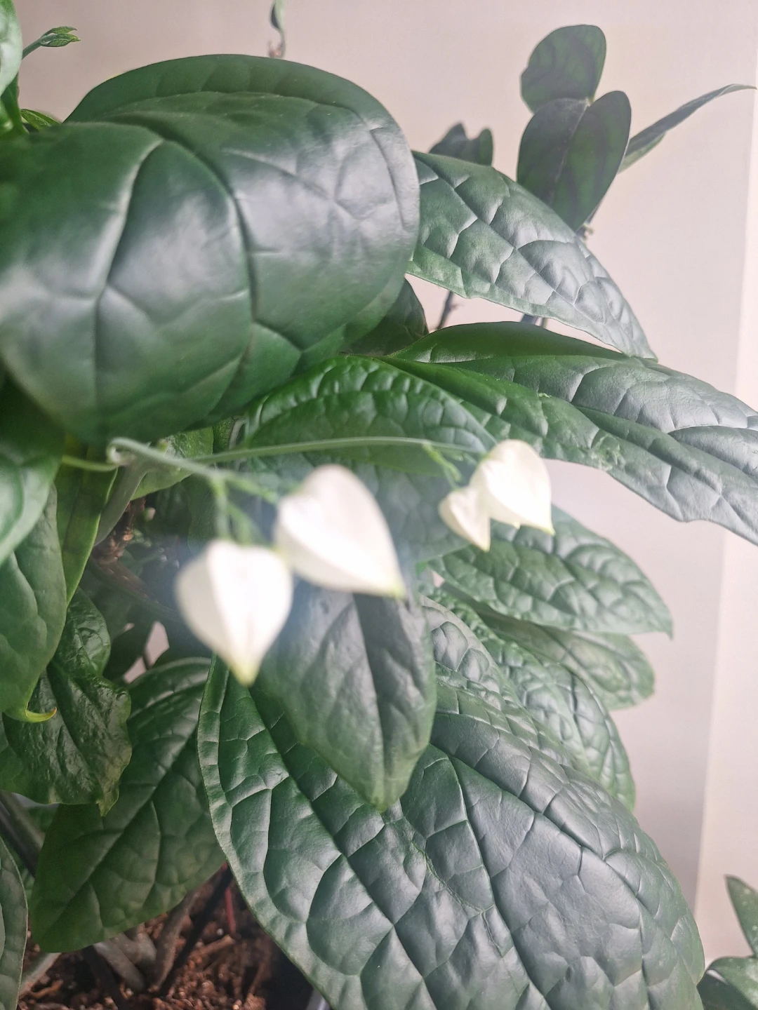 Bleeding Heart Vines - photo 4