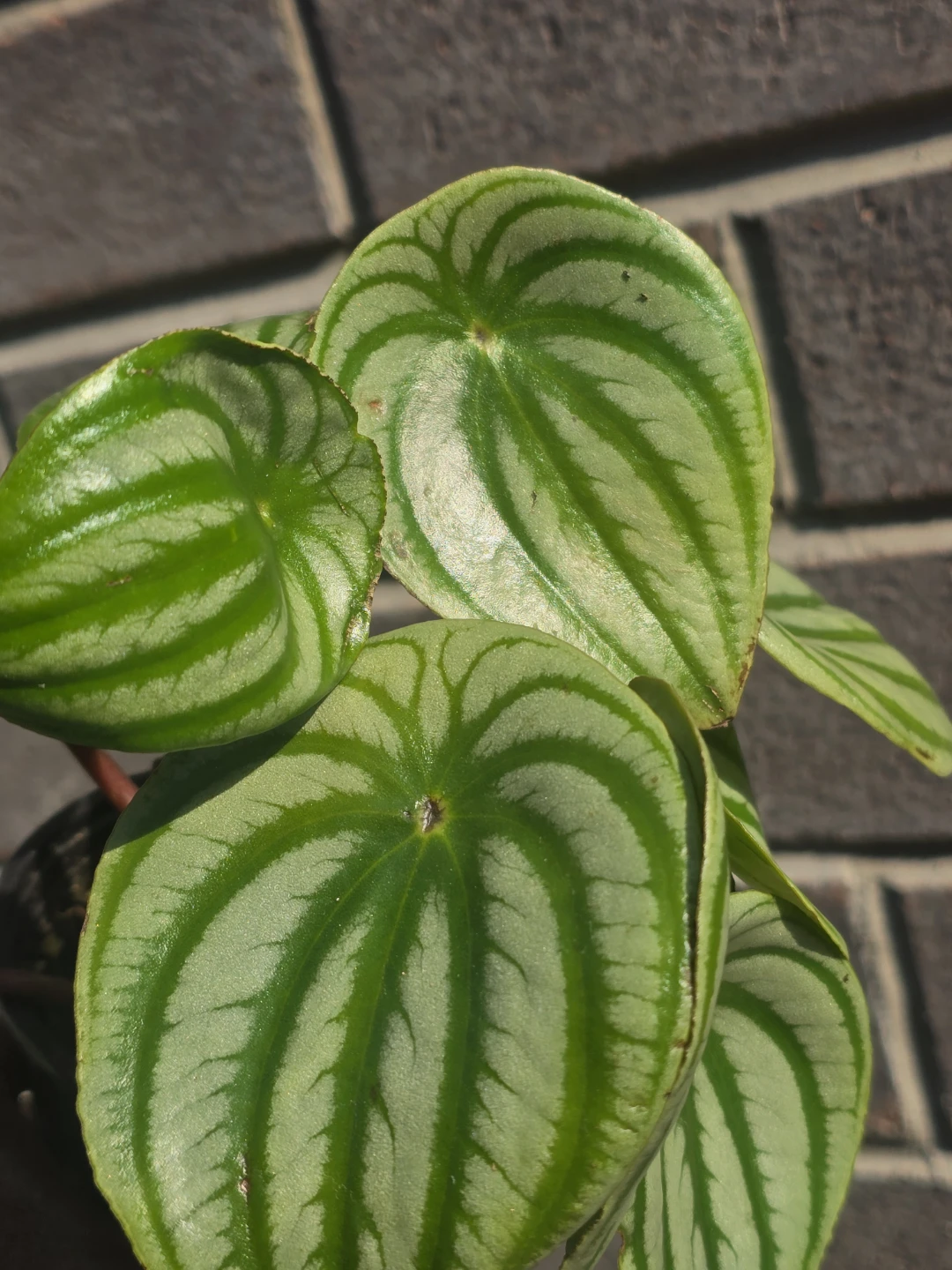 Watermelon peperomia