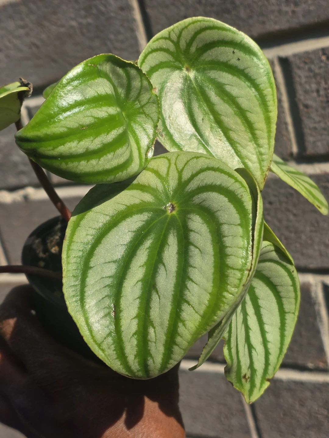 Watermelon peperomia - photo 2