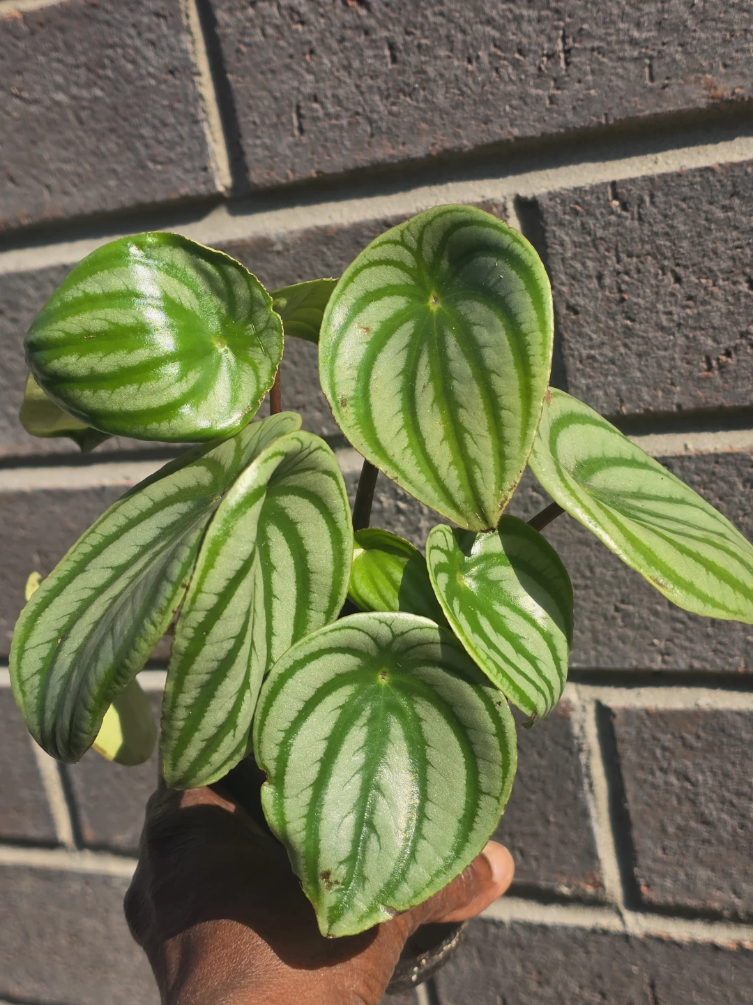 Watermelon peperomia - photo 3
