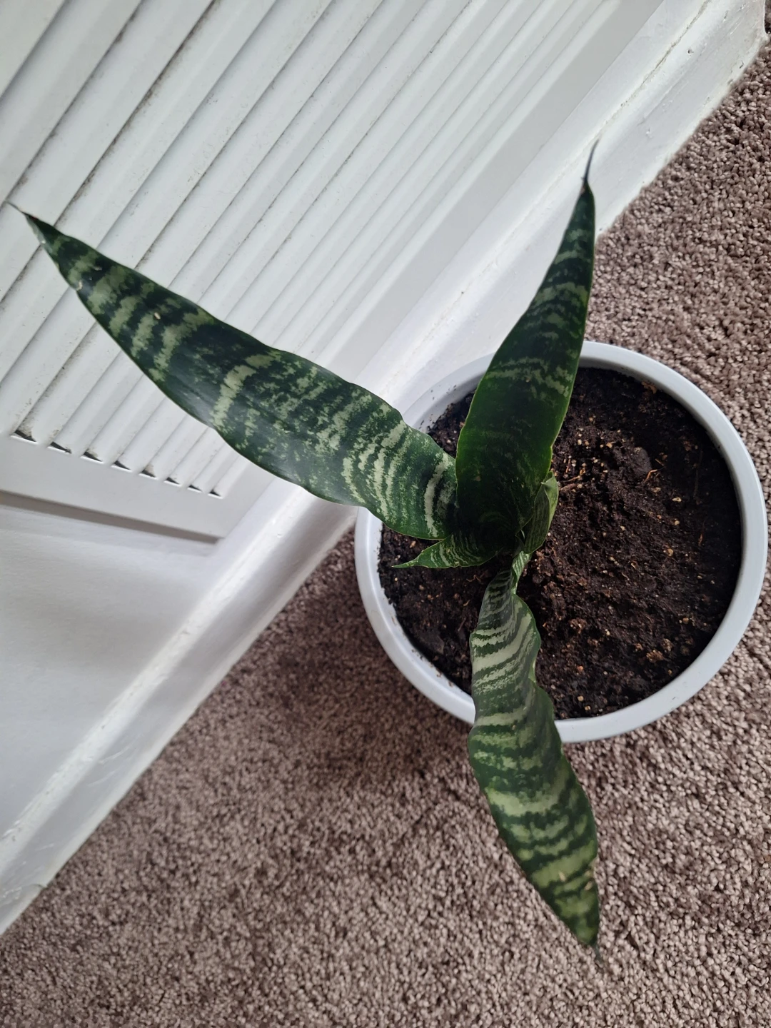 Snake Plant in Pot - photo 2