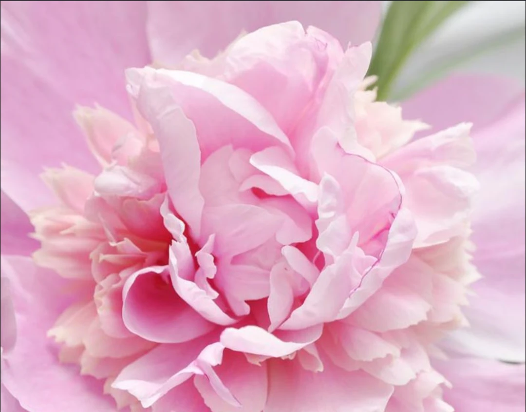 Peony 🩷 Pink 🤍