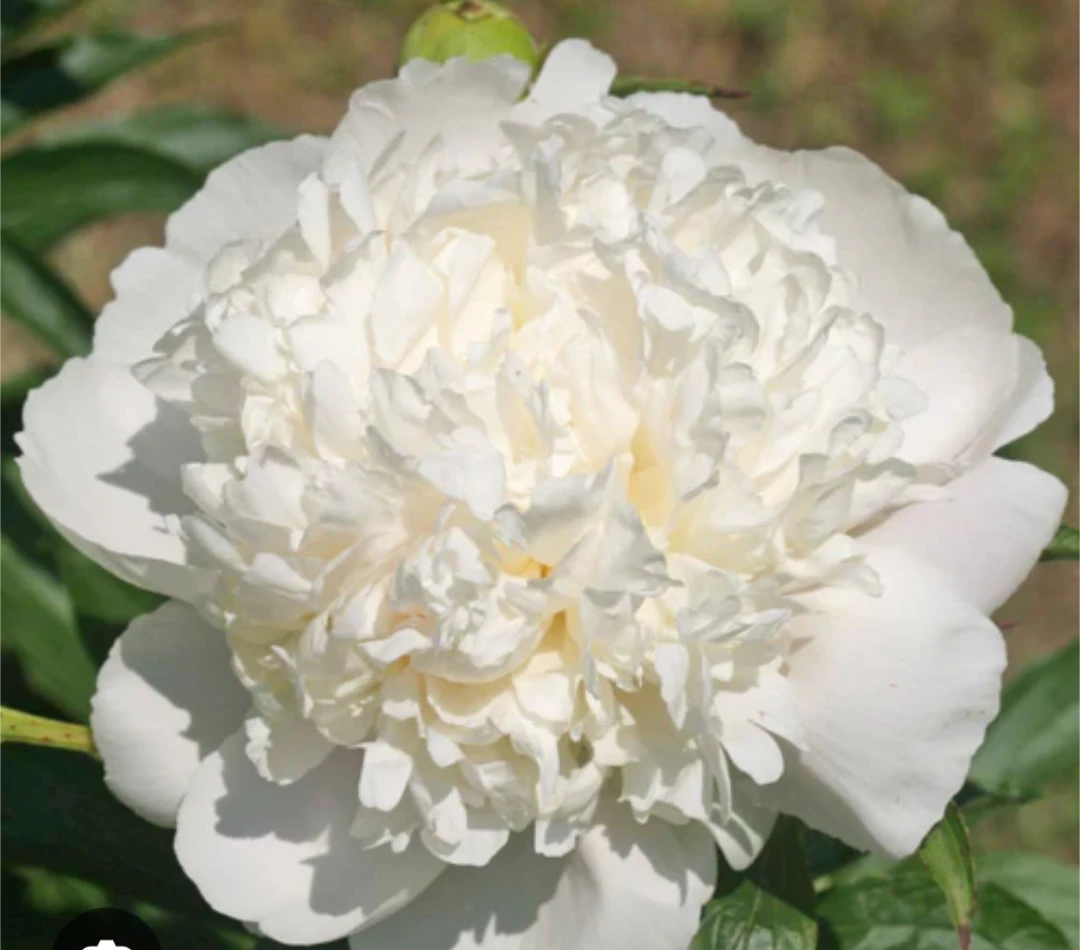 Peony 🩷 Pink 🤍 - photo 2