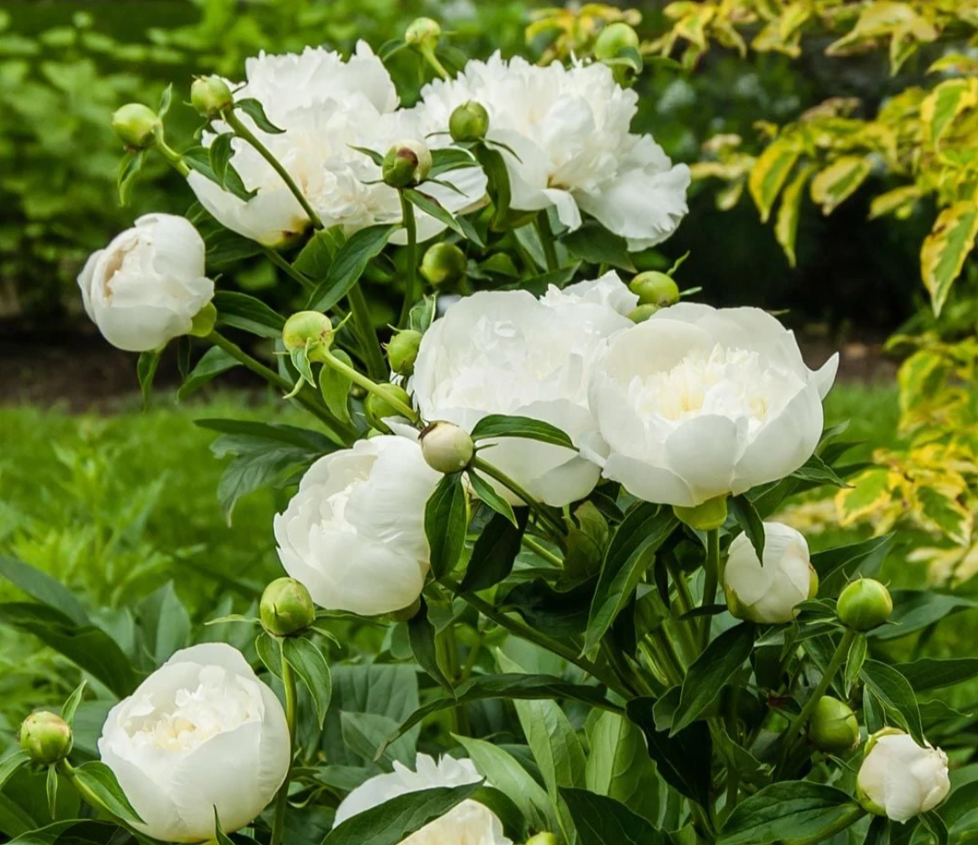 Peony 🩷 Pink 🤍 - photo 5