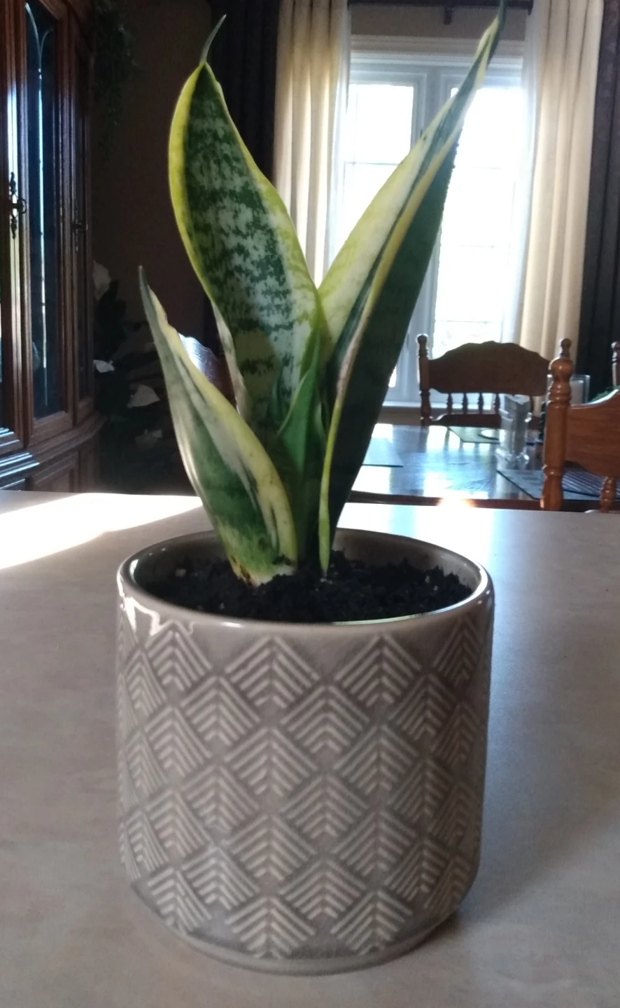 10" Healthy indoor Snake Plant in Grey Geometric Ceramic Pot - photo 2