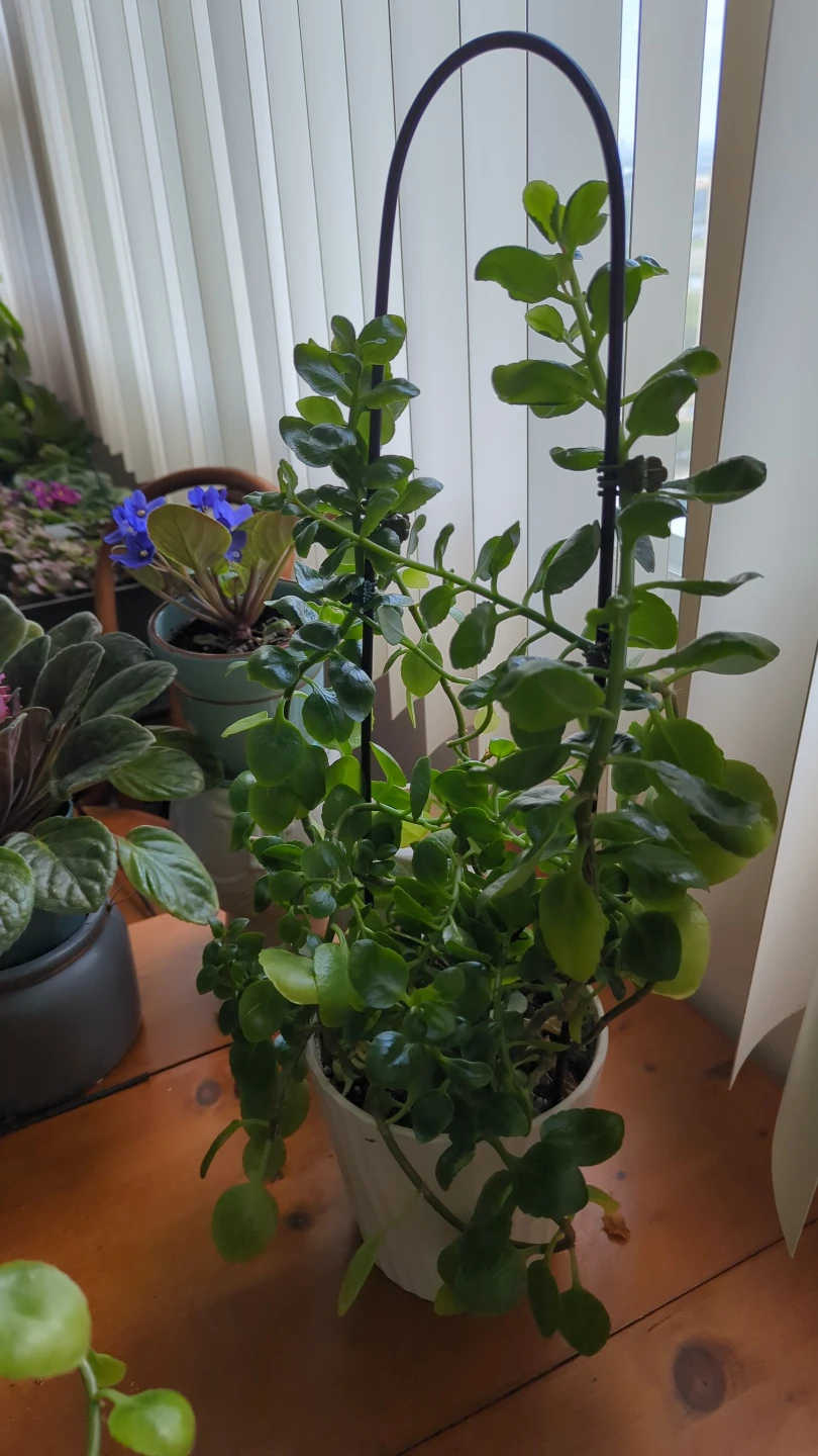 Hanging Succulent Plant in White Pot - photo 2