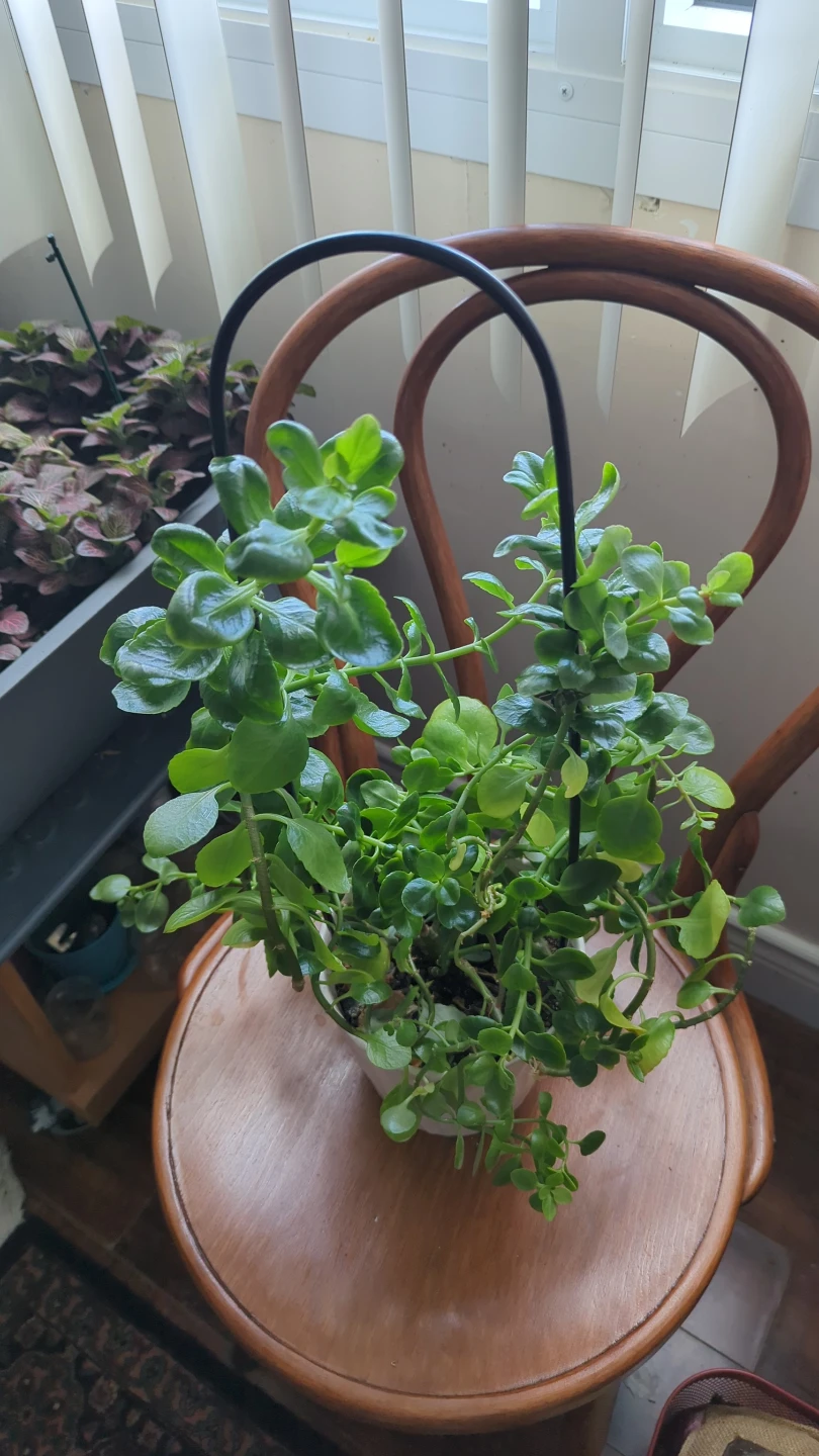 Hanging Succulent Plant in White Pot