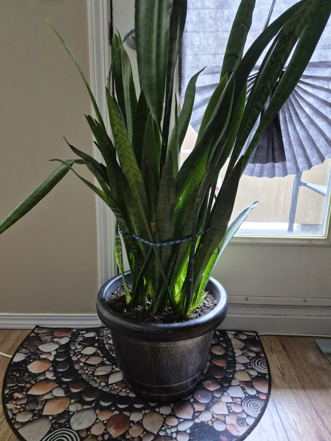 Larfe Snake Plant in Pot - photo 2