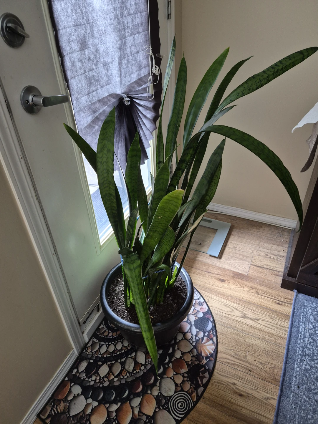 Larfe Snake Plant in Pot - photo 3