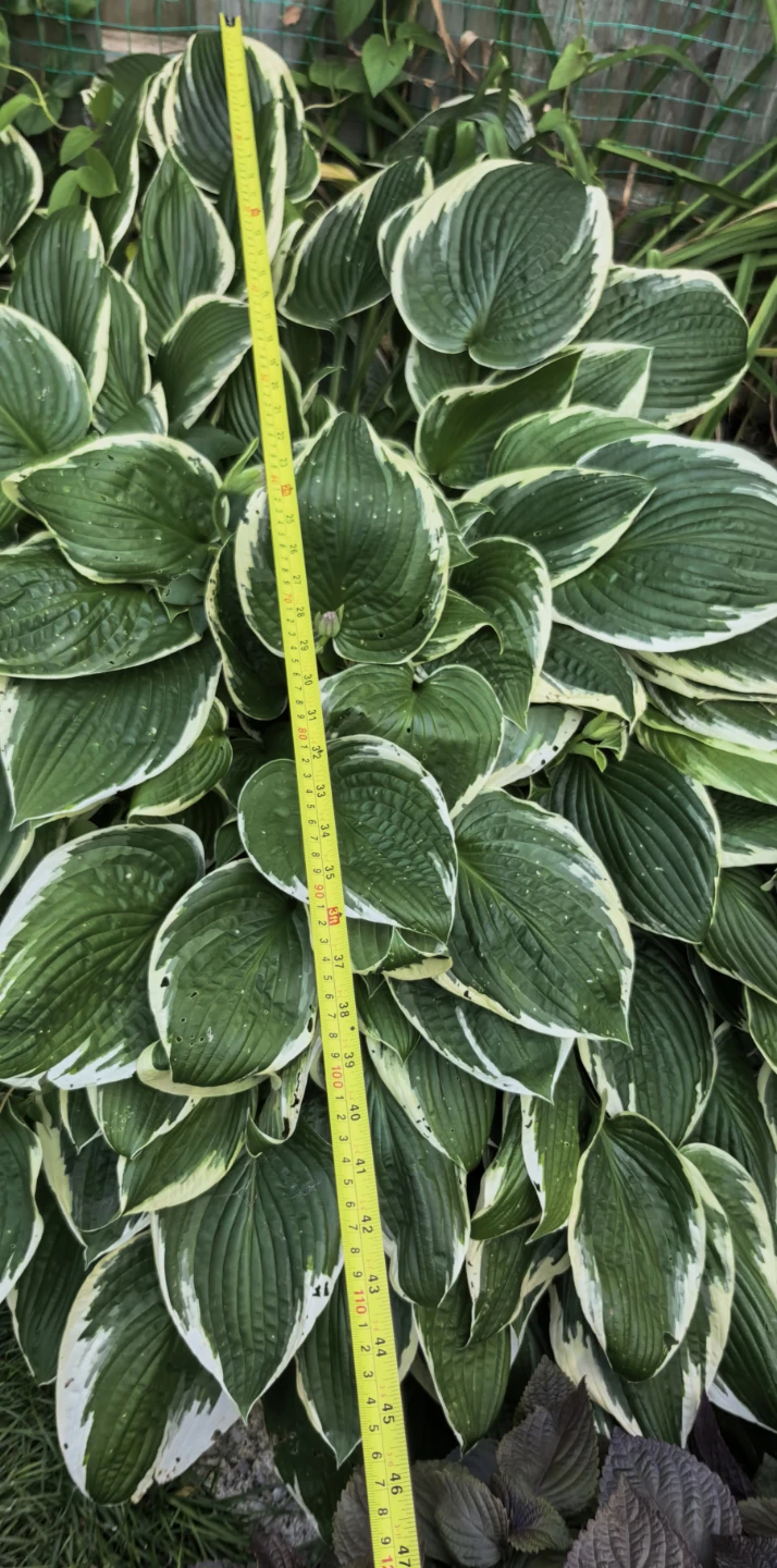 Hosta - photo 2
