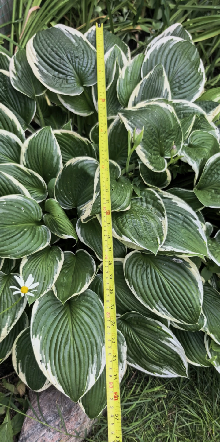 Hosta - photo 3