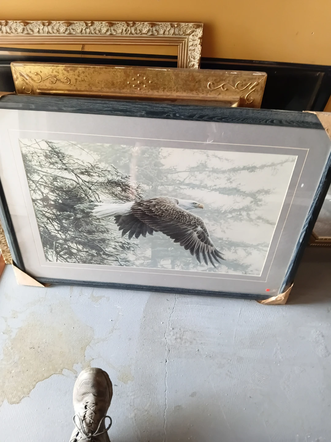 Framed Art Print - Eagle in Flight