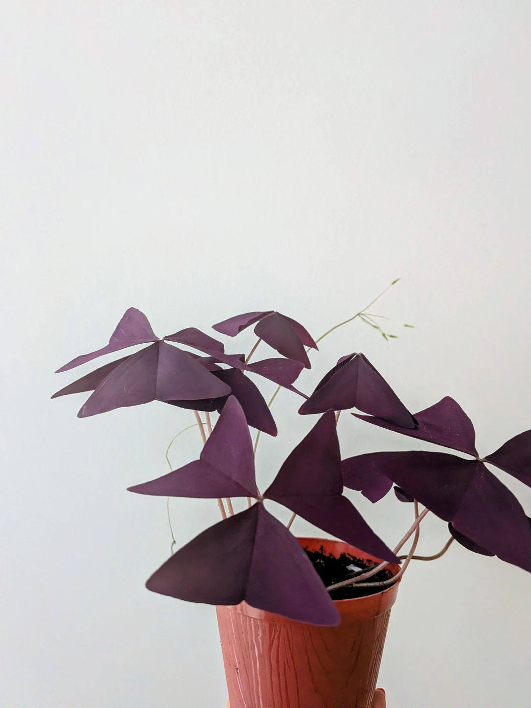 Purple shamrock