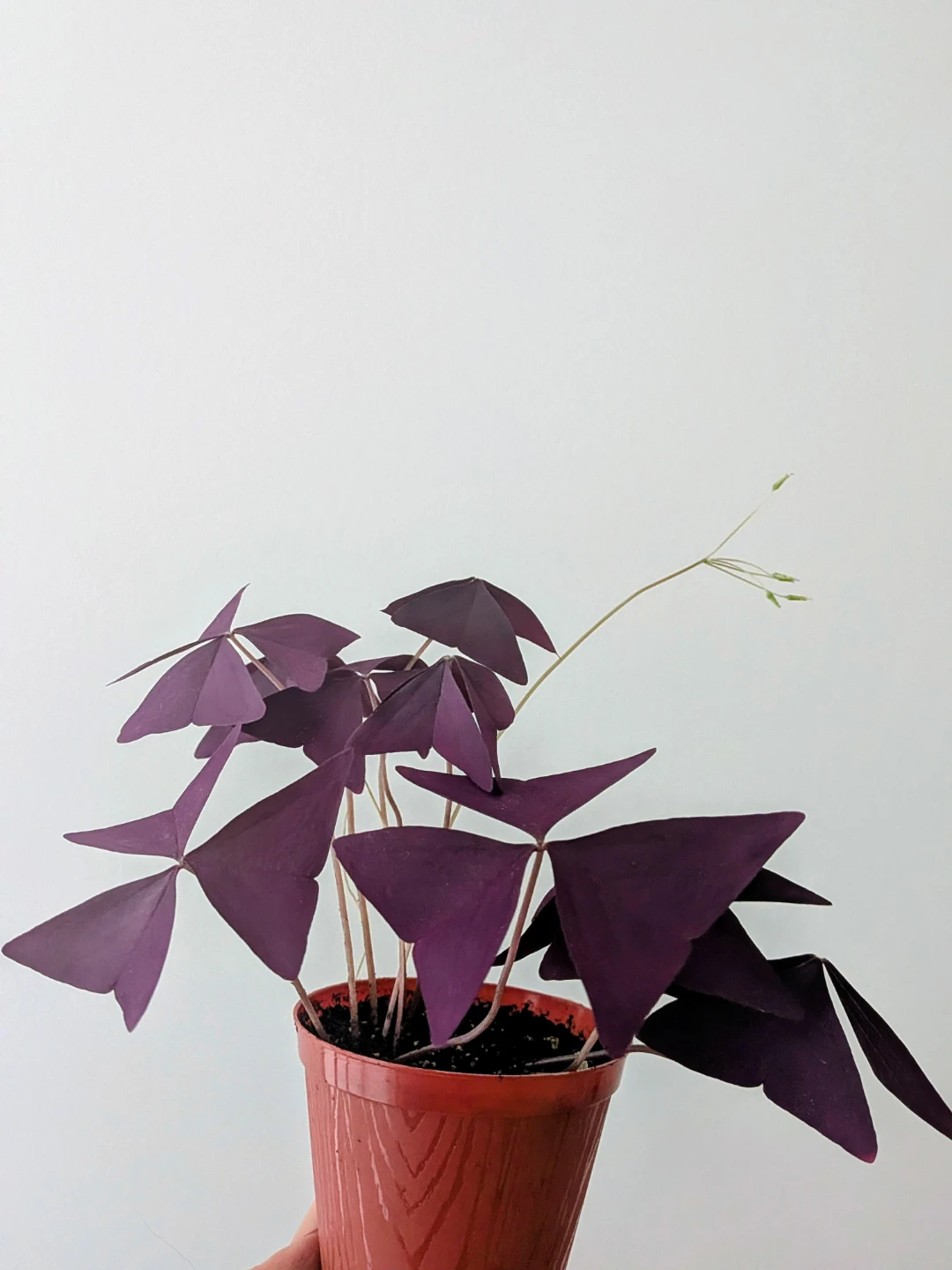 Purple shamrock - photo 2