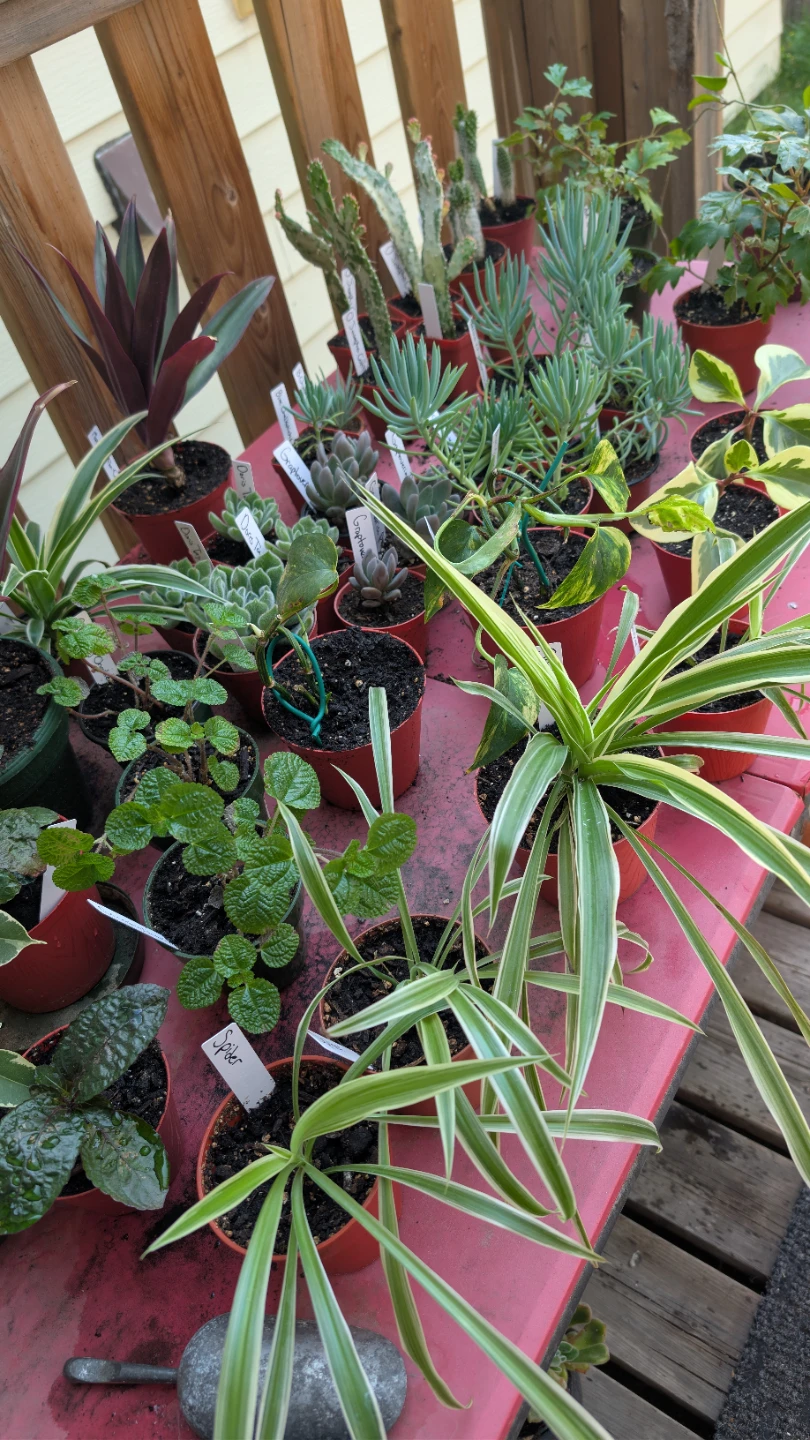 Big plant sale!