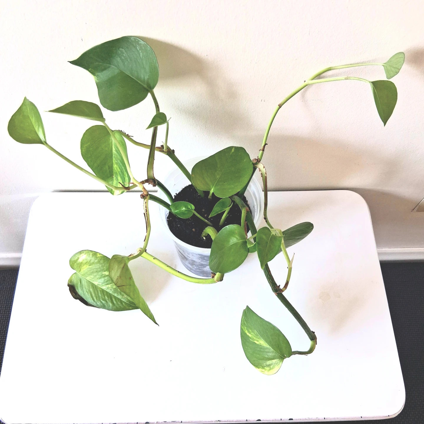 🌱 Golden Pothos 🌻 - photo 3