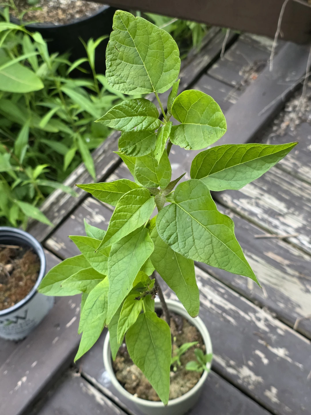 Northern Catalpa (Catalpa Speciosa) Tree Seedling