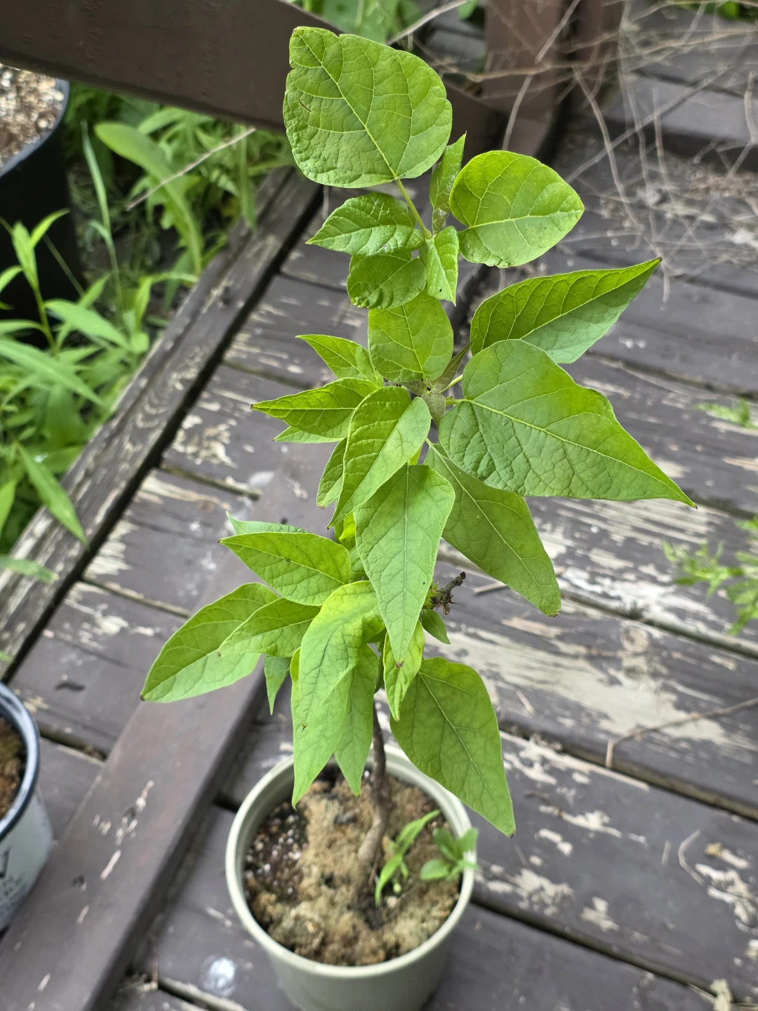 Northern Catalpa (Catalpa Speciosa) Tree Seedling - photo 2