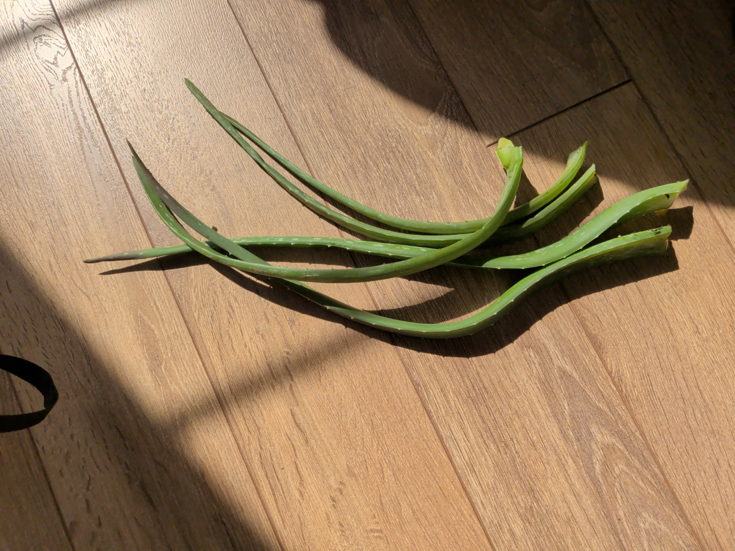 Fresh Aloe Vera Leaves